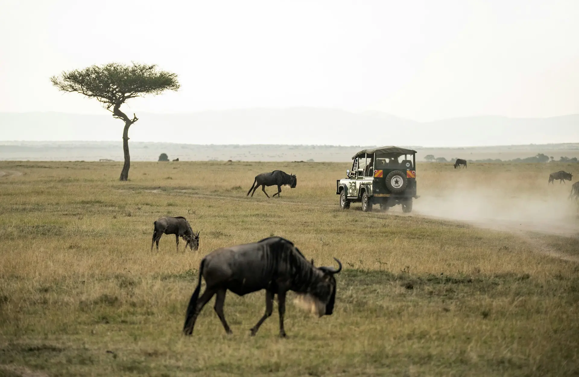 African Safari African Safari