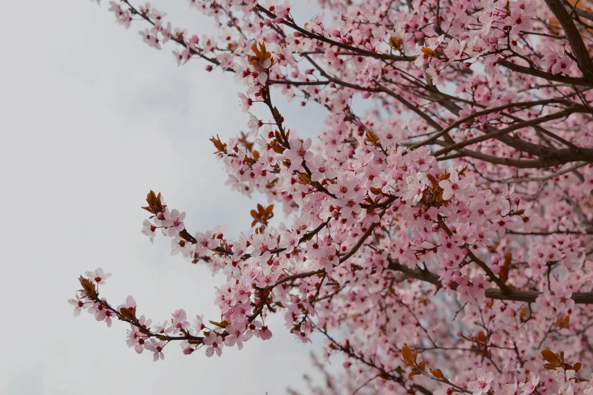 Spring Blossom Spring Blossom