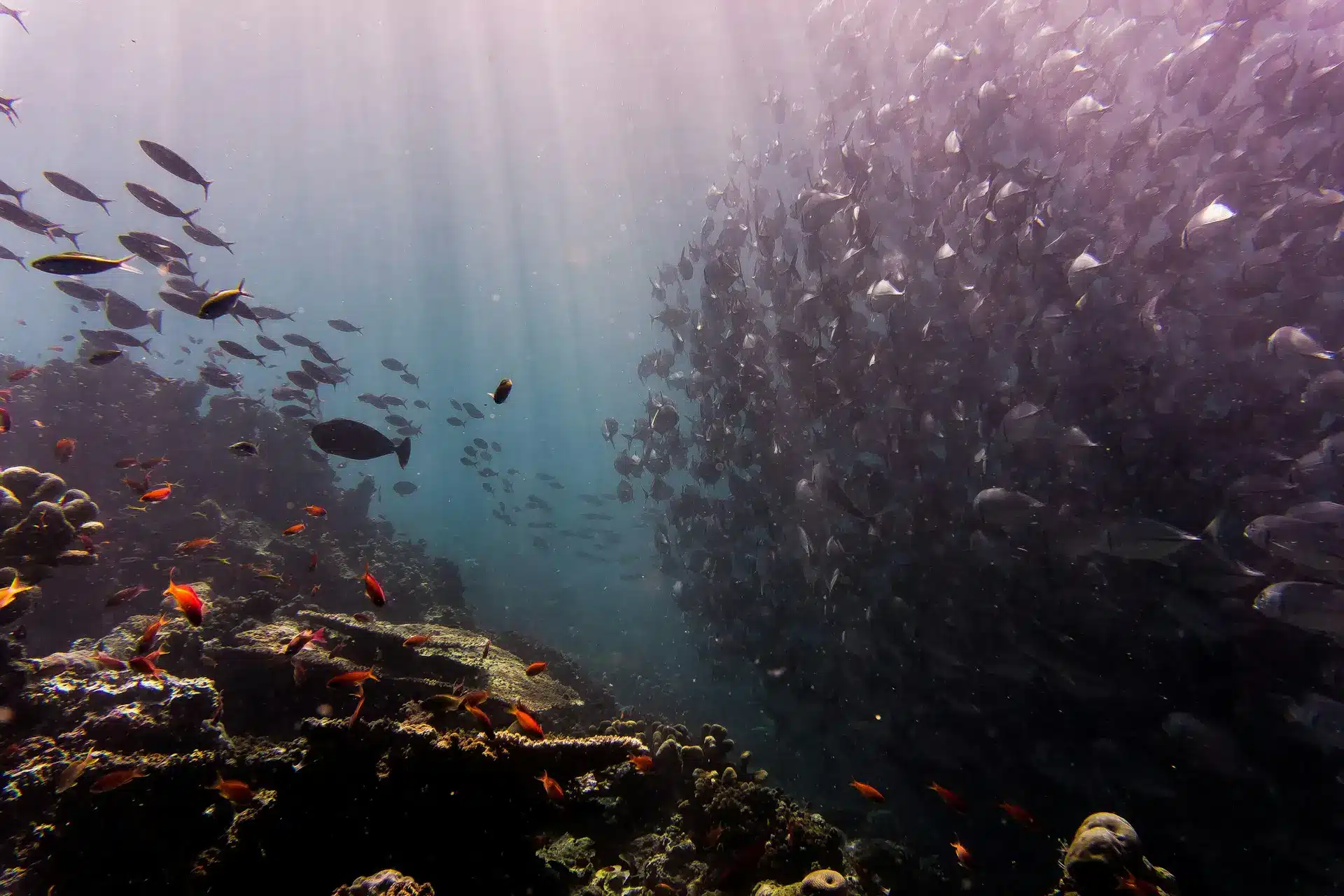 Under the sea Under the sea