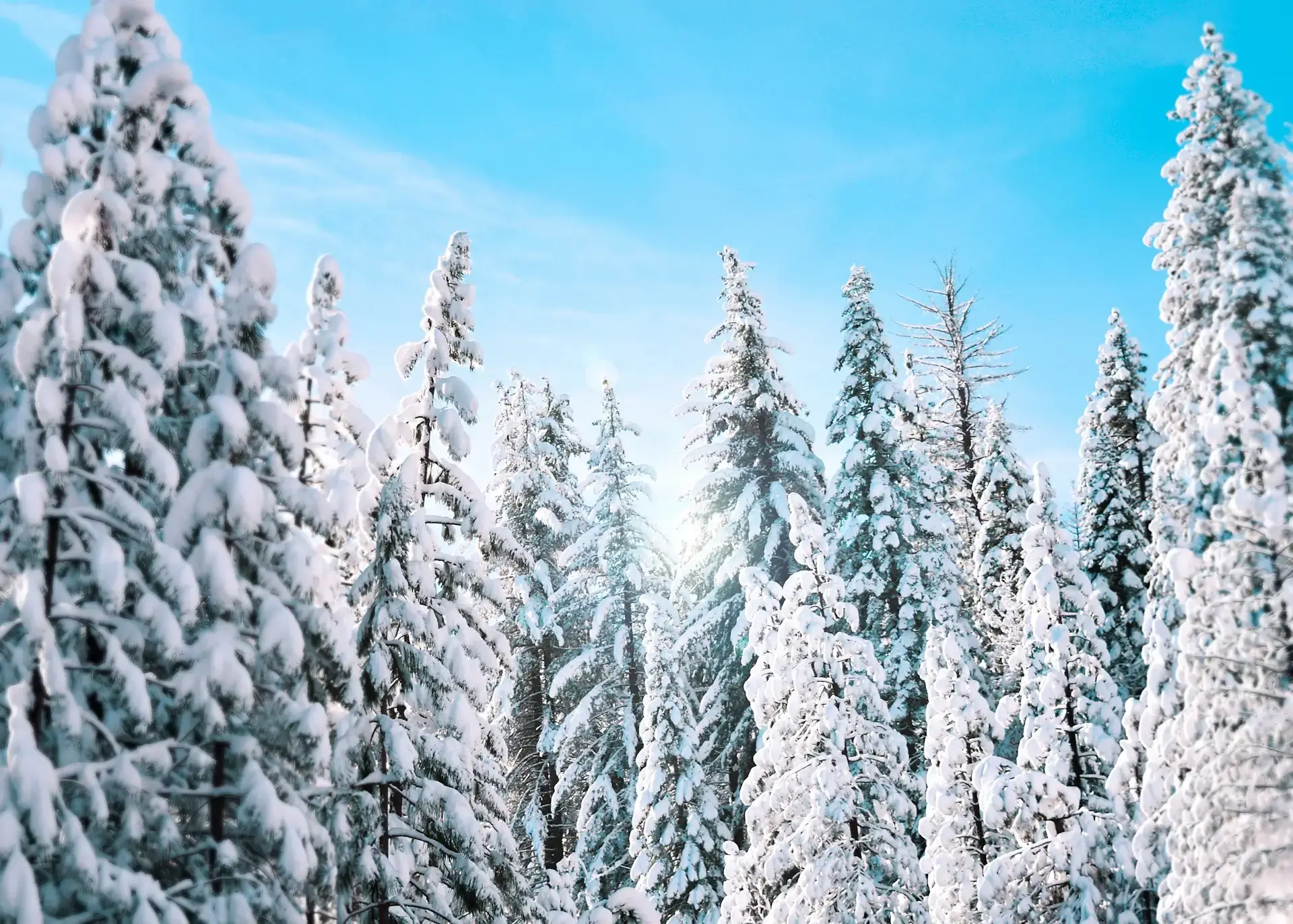 winter wonderland winter wonderland
